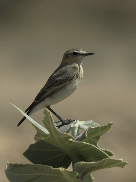 Arotasku, Isabelline Wheatear, Oenanthe isabellina